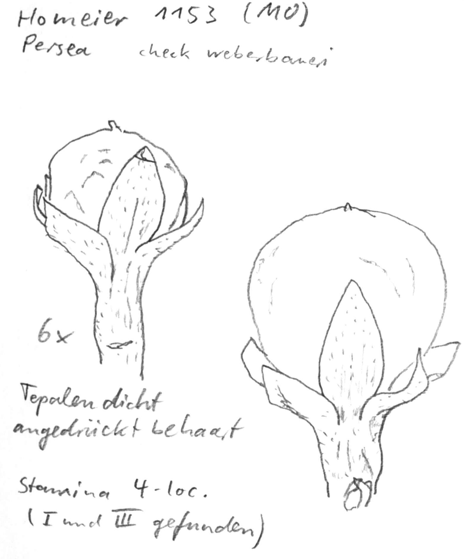 Vorschaubild Persea cf. weberbaueri Mez